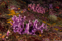 Stylaster californicus (California Hydrocoral)