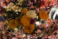 Eudistylia polymorpha (Feather Duster Worm)