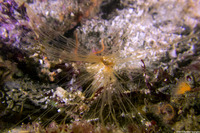 Thelepus crispus (Terebellid Worm)