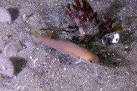 Caulolatilus princeps (Ocean Whitefish)