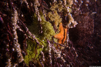 Aplysia californica (Brown Sea Hare)