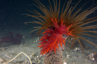 Dendronotus iris (Rainbow Dendronotus)