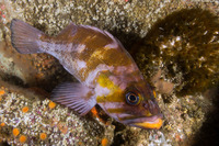 Sebastes caurinus (Copper Rockfish)