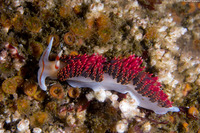 Phidiana hiltoni (Hilton's Aeolid)