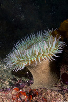 Anthopleura xanthogrammica (Giant Green Anemone)