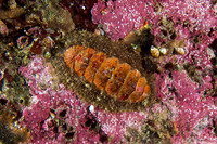 Mopalia ciliata (Hairy Chiton)