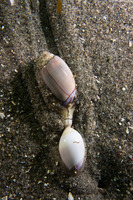 Callianax biplicata (Olive Snail)