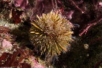 Strongylocentrotus purpuratus (Purple Sea Urchin)