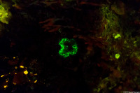 Balanophyllia elegans (Orange Cup Coral)