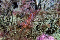 Pandalus danae (Dock Shrimp)