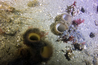 Panopea generosa (Geoduck Clam)