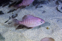 Embiotoca jacksoni (Black Perch)