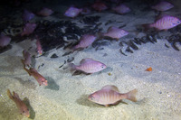 Embiotoca jacksoni (Black Perch)