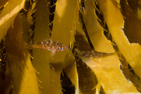Sebastes carnatus (Gopher Rockfish)