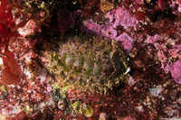 Mopalia lignosa (Woody Chiton)