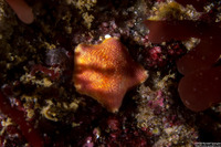 Patiria miniata (Bat Star)