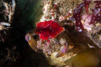 Pugettia foliata (Foliate Kelp Crab)