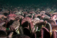 Dendraster excentricus (Sand Dollar)