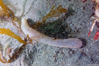 Sipunculus nudus (Naked Peanut Worm)