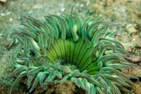 Anthopleura sola (Sunburst Anemone)