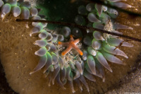 Henricia pumila (Dwarf Mottled Star)