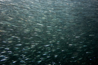 Sardinops sagax (Pacific Sardine)