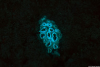 Palythoa caesia (Blue-Gray Zoanthid)