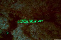 Mulloidichthys flavolineatus (Yellowstripe Goatfish)