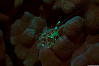 Stenopus hispidus (Banded Coral Shrimp)