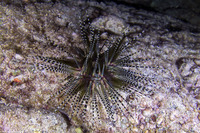 Echinothrix calamaris (Double-Spined Urchin)