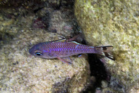 Pristiapogon taeniopterus (Bandfin Cardinalfish)