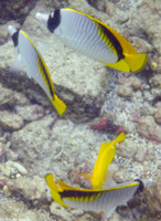 Chaetodon lineolatus (Lined Butterflyfish)