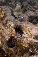 Chlorurus spilurus (Bullethead Parrotfish)