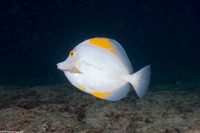 Zebrasoma flavescens (Yellow Tang)