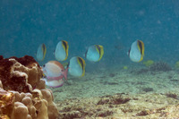 Chaetodon lineolatus (Lined Butterflyfish)