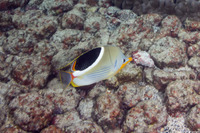 Chaetodon ephippium (Saddled Butterflyfish)
