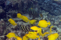 Zebrasoma veliferum (Pacific Sailfin Tang)