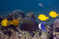 Acanthurus blochii (Ringtail Surgeonfish)