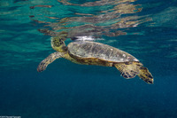 Chelonia mydas (Green Sea Turtle)