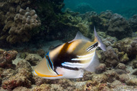 Rhinecanthus aculeatus (Lagoon Triggerfish)