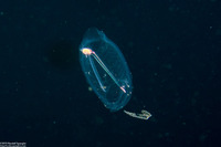 Salpa fusiformis (Common Salp)