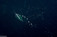 Chelophyes appendiculata (Chelophyes Appendiculata)