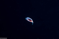 Sargocentron sp. (Larval Squirrelfish)