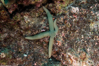 Linckia guildingi (Green Linckia)