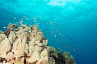 Chromis vanderbilti (Blackfin Chromis)