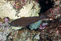 Aphareus furca (Smalltooth Jobfish)