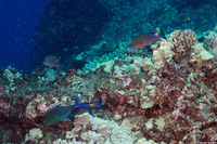 Parupeneus cyclostomus (Goldsaddle Goatfish)