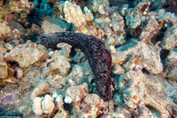 Holothuria atra (Black Sea Cucumber)
