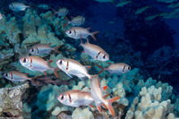 Myripristis kuntee (Pearly Soldierfish)