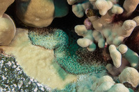 Palythoa caesia (Blue-Gray Zoanthid)